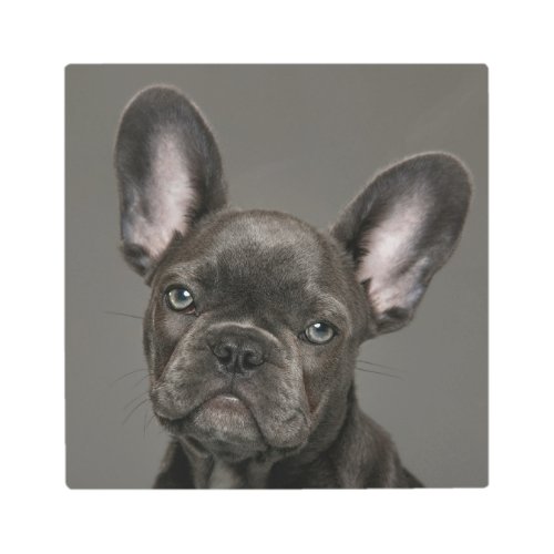 Cutest Baby Animals  French Bulldog Metal Print