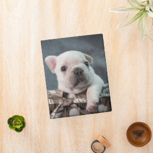 Cutest Baby Animals   French Bulldog Mini Binder
