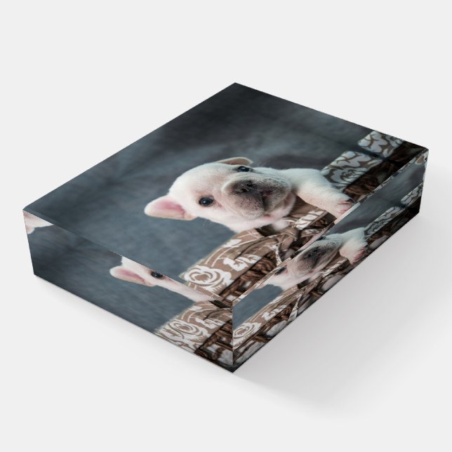 Cutest Baby Animals | French Bulldog Paperweight (Angled)