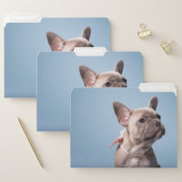 Cutest Baby Animals | French Bulldog Pink Bow