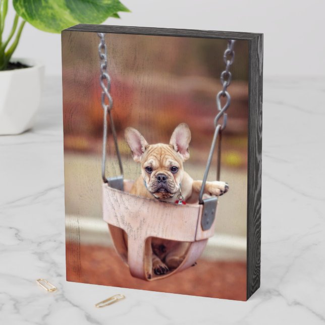 Cutest Baby Animals | French Bulldog Playground Wooden Box Sign (In Situ Vertical)