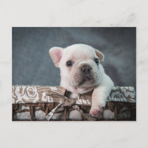 Cutest Baby Animals French Bulldog Postcard