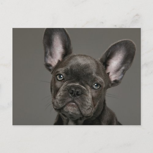 Cutest Baby Animals  French Bulldog Postcard