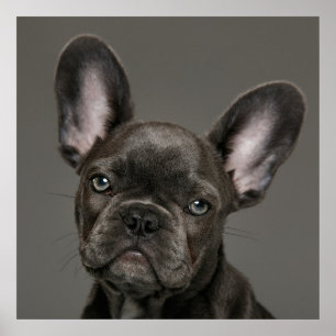 Cutest Baby Animals   French Bulldog Poster