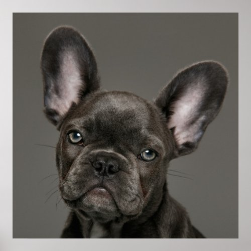 Cutest Baby Animals  French Bulldog Poster