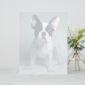 Cutest Baby Animals | French Bulldog Puppy (Standing Front)