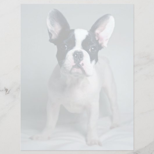 Cutest Baby Animals | French Bulldog Puppy (Front)