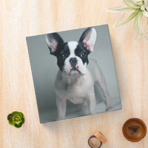 Cutest Baby Animals   French Bulldog Puppy 3 Ring Binder