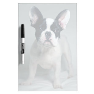 Cutest Baby Animals   French Bulldog Puppy Dry Erase Board