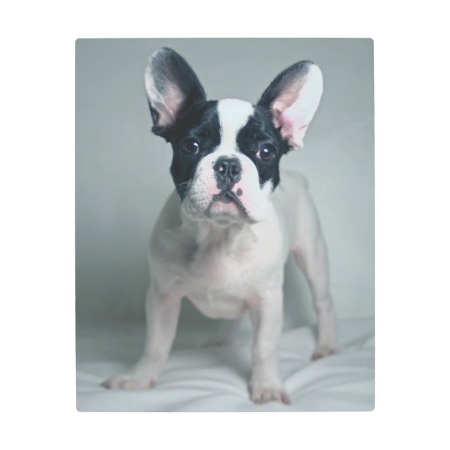 Cutest Baby Animals | French Bulldog Puppy Metal Print (Front)