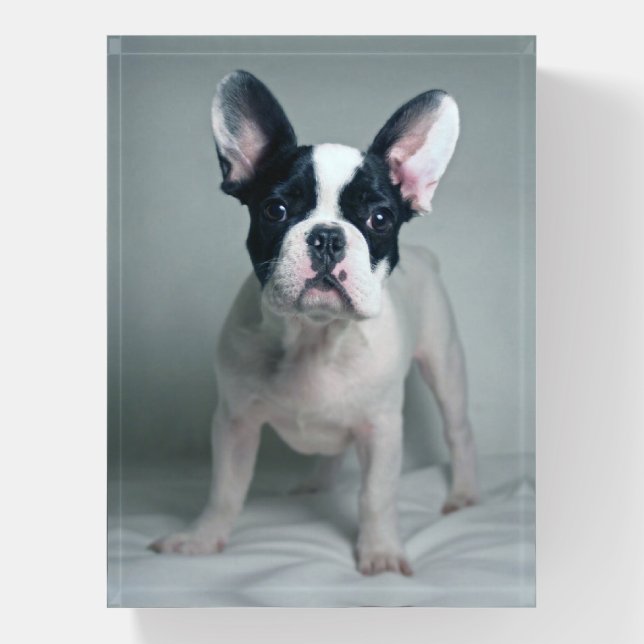 Cutest Baby Animals | French Bulldog Puppy Paperweight (Vertical)