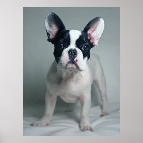 Cutest Baby Animals  French Bulldog Puppy Poster