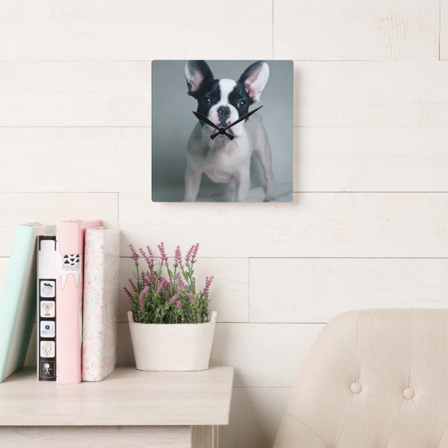 Cutest Baby Animals | French Bulldog Puppy Square Wall Clock (Reading Room)