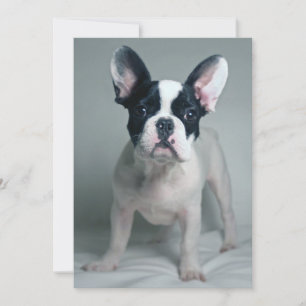 Cutest Baby Animals French Bulldog Puppy Thank You Card