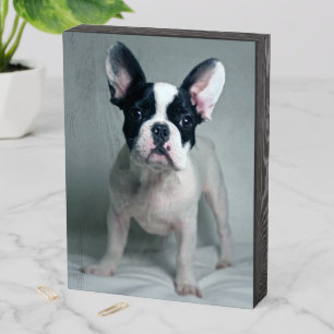 Cutest Baby Animals   French Bulldog Puppy Wooden Box Sign