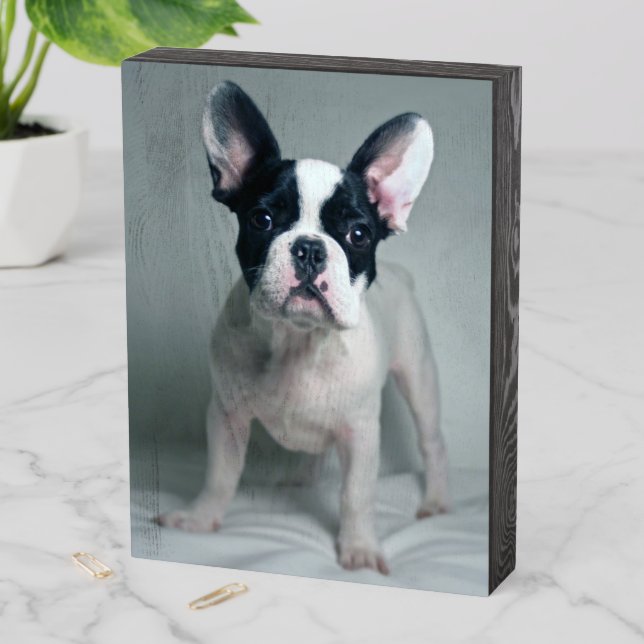 Cutest Baby Animals | French Bulldog Puppy Wooden Box Sign (In Situ Vertical)