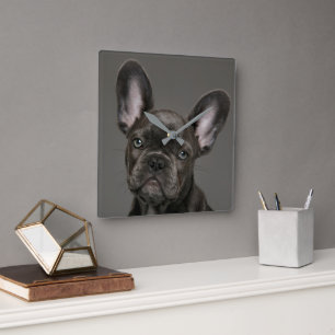 Cutest Baby Animals French Bulldog Square Wall Clock