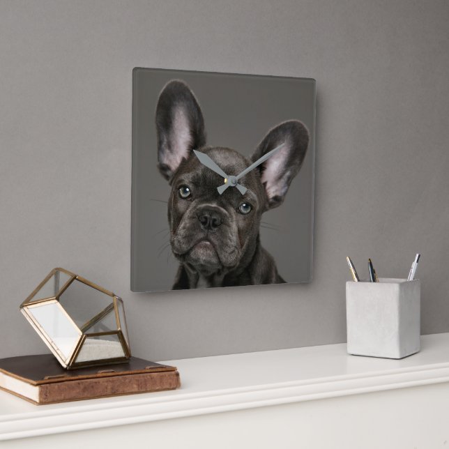 Cutest Baby Animals | French Bulldog Square Wall Clock (Office)