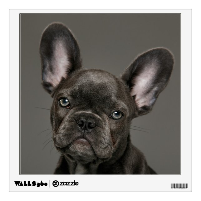 Cutest Baby Animals | French Bulldog Wall Decal (Front)