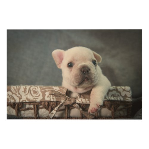 Cutest Baby Animals  French Bulldog Wood Wall Art