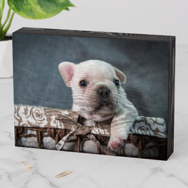 Cutest Baby Animals | French Bulldog Wooden Box Sign (In Situ Horizontal)