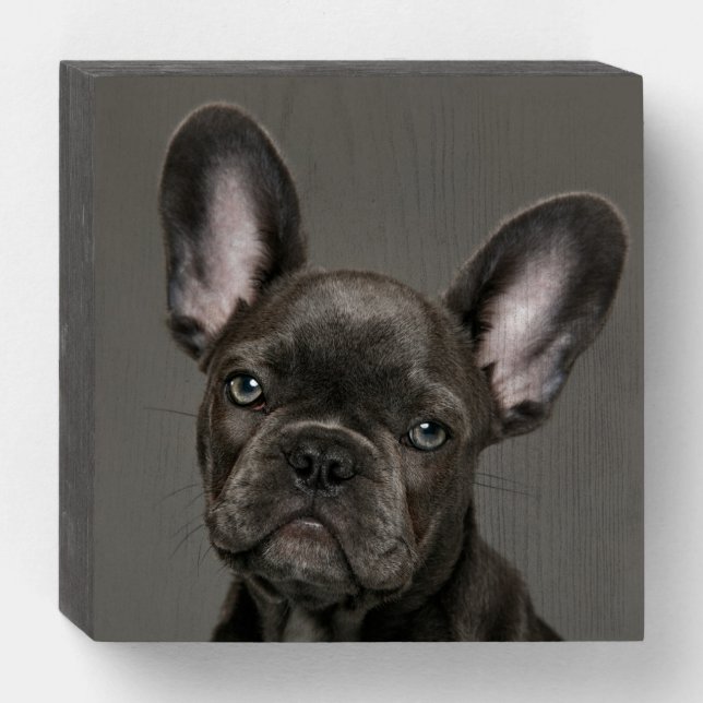 Cutest Baby Animals | French Bulldog Wooden Box Sign (Front Horizontal)