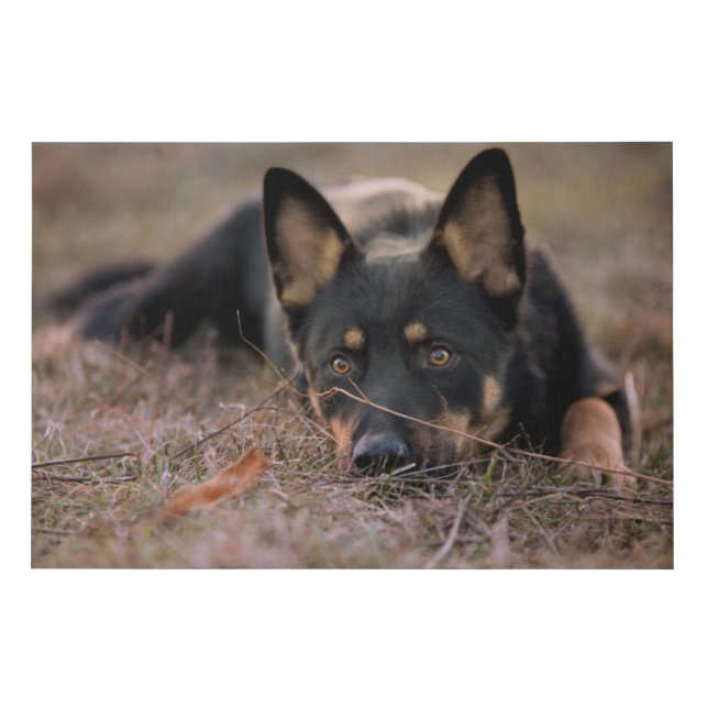 Cutest Baby Animals | German Shepherd Puppy Faux Canvas Print (Front)