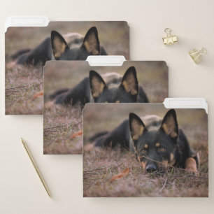 Cutest Baby Animals   German Shepherd Puppy File Folder