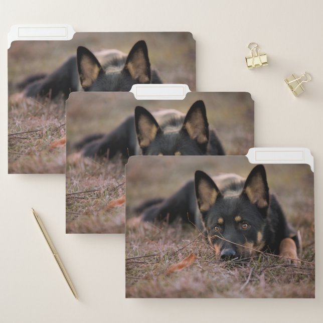 Cutest Baby Animals | German Shepherd Puppy File Folder (Set)