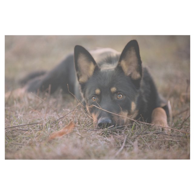 Cutest Baby Animals | German Shepherd Puppy Gallery Wrap (Front)