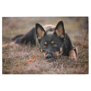 Cutest Baby Animals   German Shepherd Puppy Metal Print