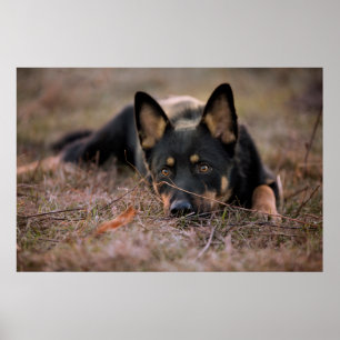 Cutest Baby Animals   German Shepherd Puppy Poster