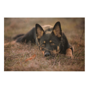Cutest Baby Animals   German Shepherd Puppy Wood Wall Art