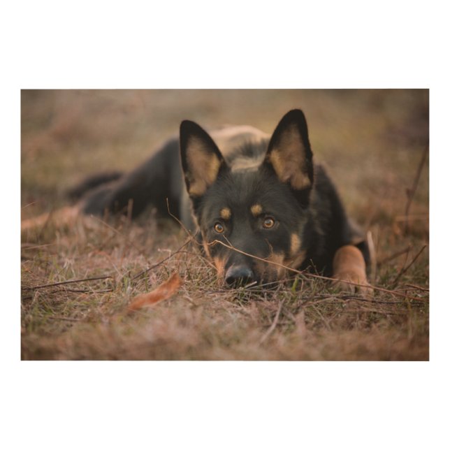 Cutest Baby Animals | German Shepherd Puppy Wood Wall Art (Front)