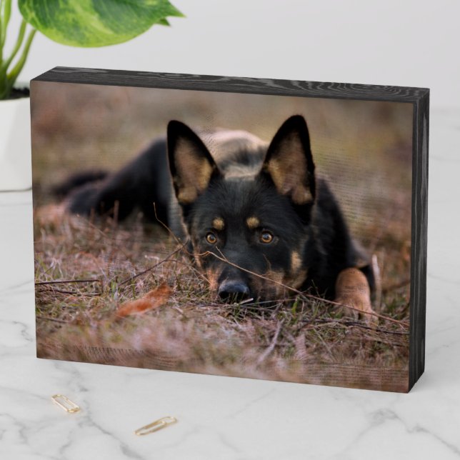 Cutest Baby Animals | German Shepherd Puppy Wooden Box Sign (In Situ Horizontal)
