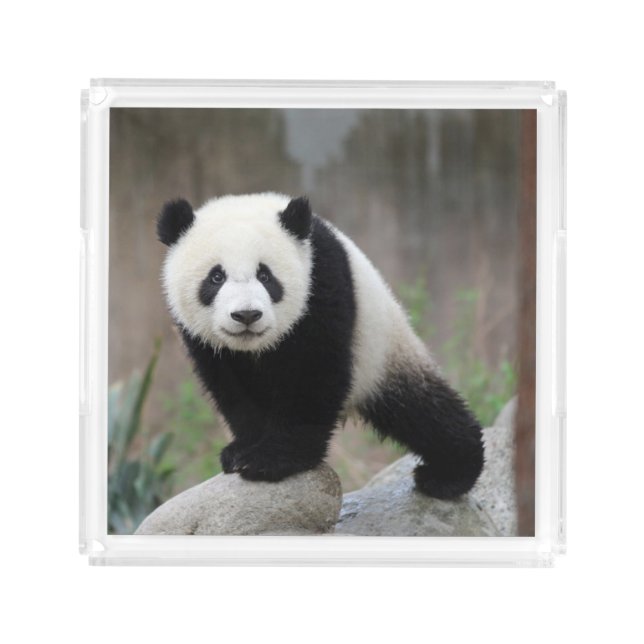 Cutest Baby Animals | Giant Panda Baby Acrylic Tray (Front)