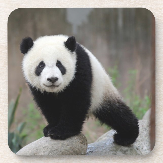 Cutest Baby Animals | Giant Panda Baby Beverage Coaster (Front)