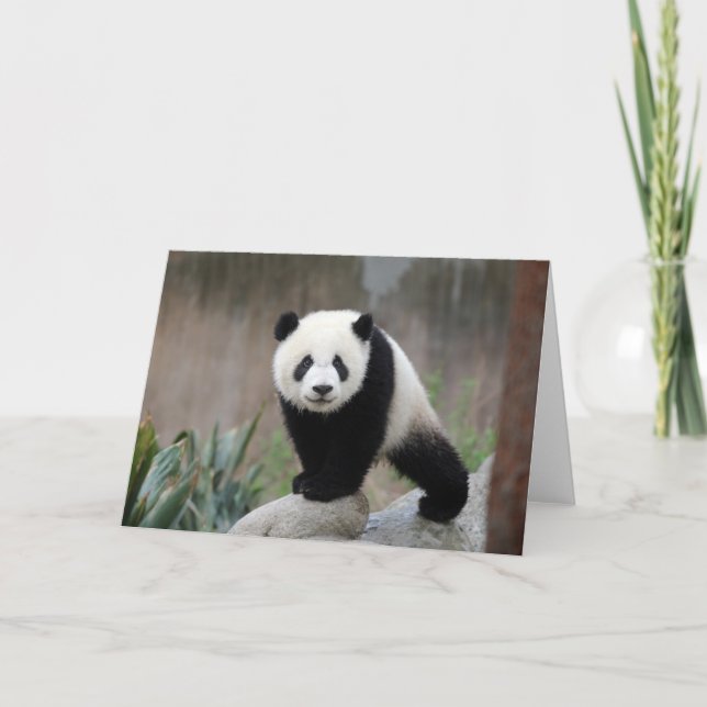 Cutest Baby Animals | Giant Panda Baby Card (Front)