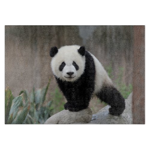 Cutest Baby Animals  Giant Panda Baby Cutting Board