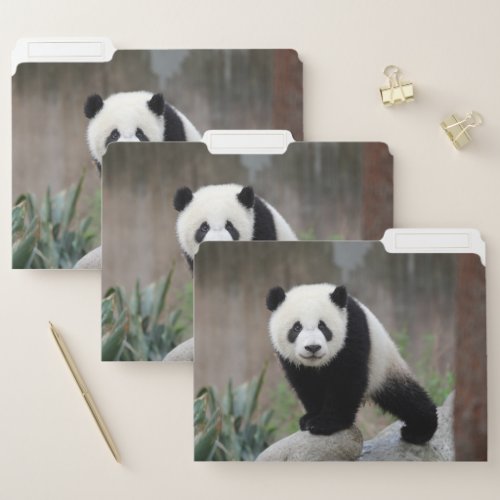 Cutest Baby Animals  Giant Panda Baby File Folder