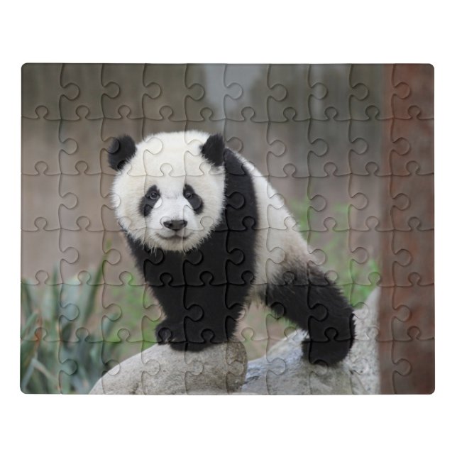 Cutest Baby Animals | Giant Panda Baby Jigsaw Puzzle (Puzzle Horizontal)