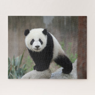Cutest Baby Animals   Giant Panda Baby Jigsaw Puzzle