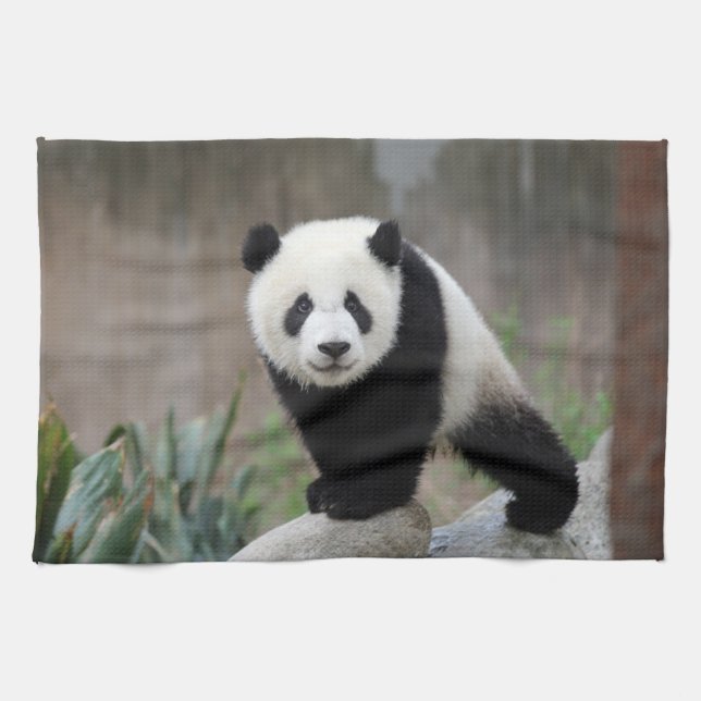 Cutest Baby Animals | Giant Panda Baby Kitchen Towel (Horizontal)