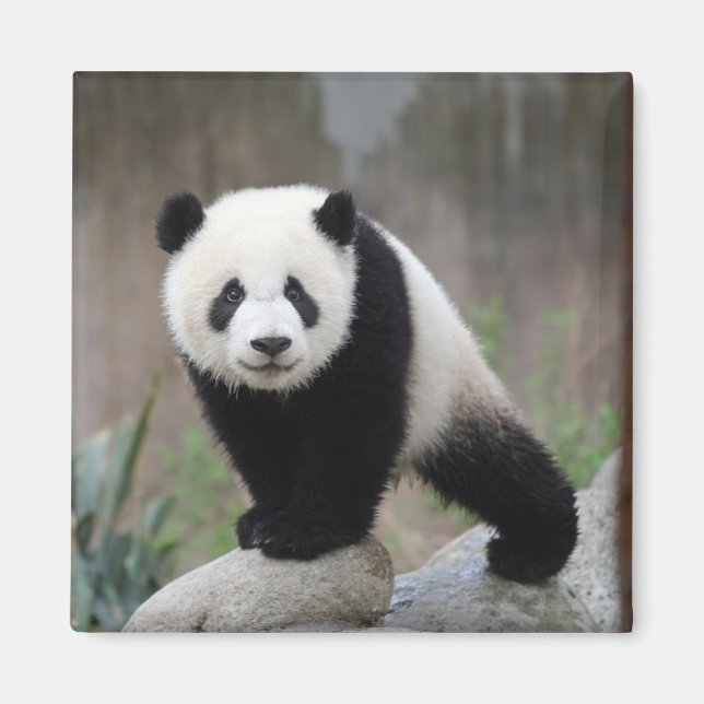 Cutest Baby Animals | Giant Panda Baby Magnet (Front)