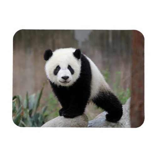 Cutest Baby Animals  Giant Panda Baby Magnet