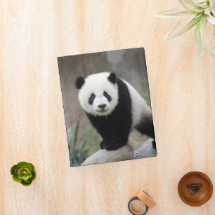 Cutest Baby Animals   Giant Panda Baby Mini Binder