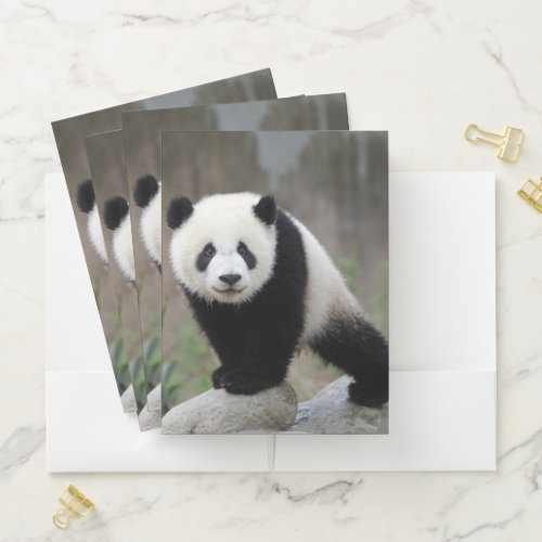 Cutest Baby Animals  Giant Panda Baby Pocket Folder