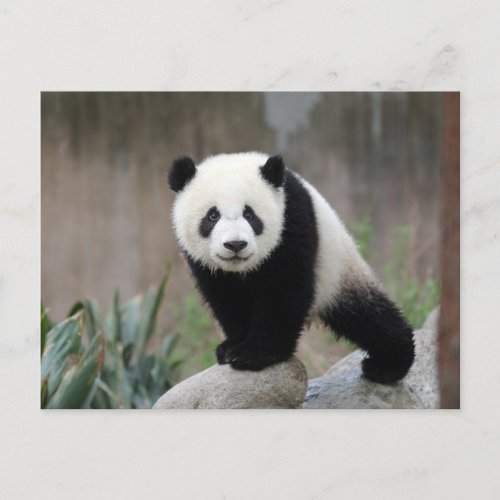 Cutest Baby Animals  Giant Panda Baby Postcard