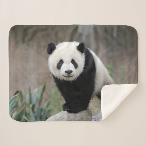 Cutest Baby Animals  Giant Panda Baby Sherpa Blanket