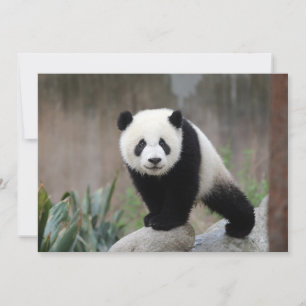 Cutest Baby Animals   Giant Panda Baby Thank You Card